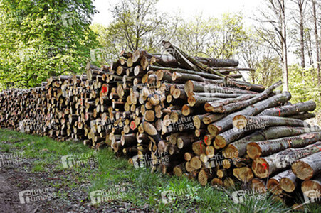 NATURE ART: Holzstoß / Woodpile Body Painting