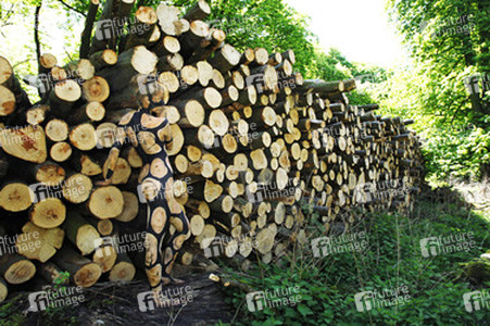 NATURE ART: Holzstoß / Woodpile Body Painting