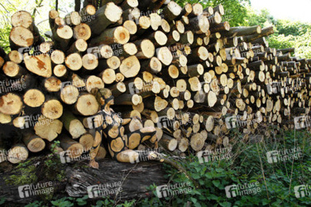 NATURE ART: Holzstoß / Woodpile Body Painting