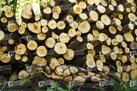 NATURE ART: Holzstoß / Woodpile Body Painting