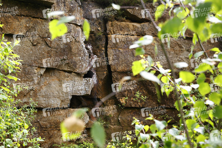 NATURE ART: Steinbruch / Quarry Bodypainting