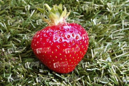 Erdbeere