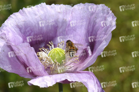 Biene in Mohnblume