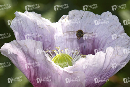 Biene in Mohnblume