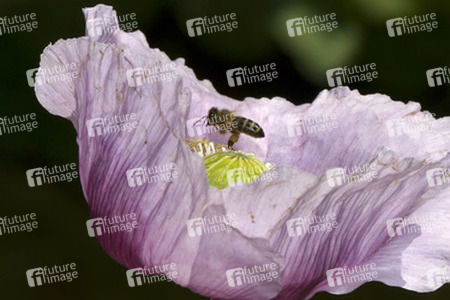 Biene in Mohnblume