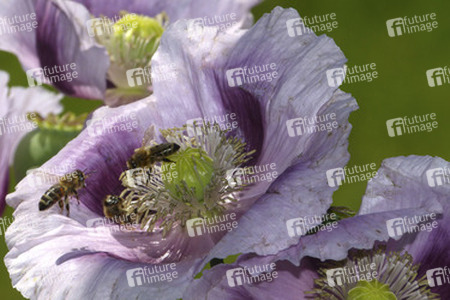 Bienen in Mohnblume