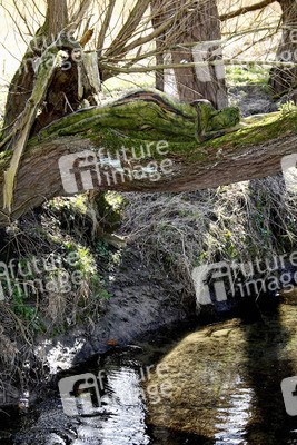 NATURE ART: Baum / Tree