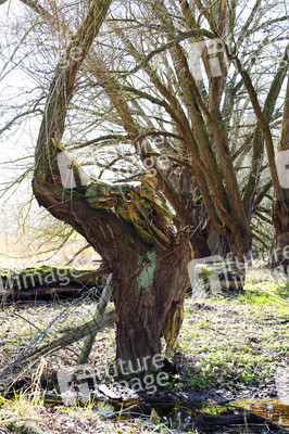 NATURE ART: Baum / Tree