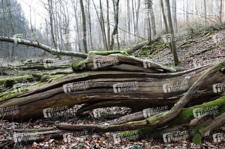 NATURE ART: Toter Baum / Dead Tree