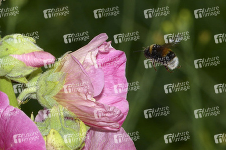 Hummel
