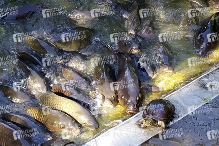 Sightseeing Tokio