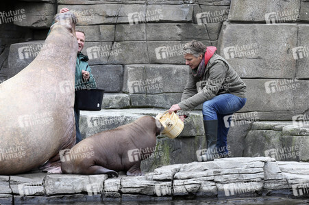 Jörg Pilawa tauft Walross in Hamburg