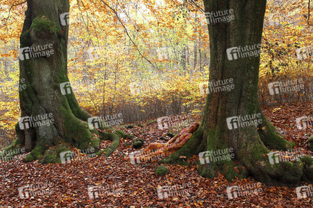 NATURE ART: Laubwald / Deciduous Forest Bodypainting
