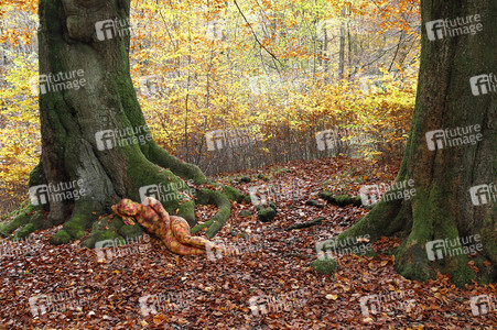 NATURE ART: Laubwald / Deciduous Forest Bodypainting