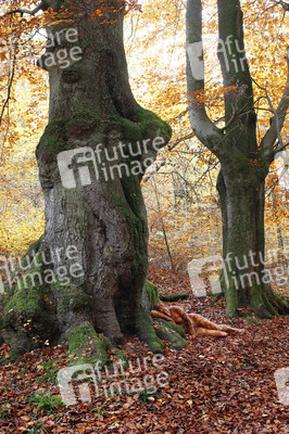 NATURE ART: Laubwald / Deciduous Forest Bodypainting