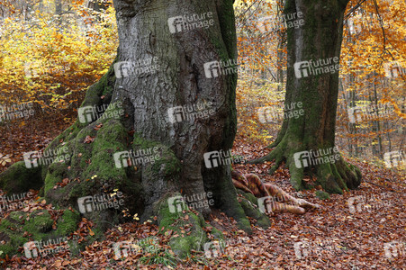 NATURE ART: Laubwald / Deciduous Forest Bodypainting