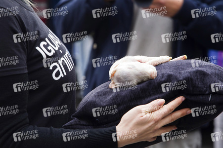 Day of Animal Rights in Madrid