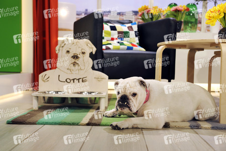Photoshooting mit Studiohund Lotte in Berlin