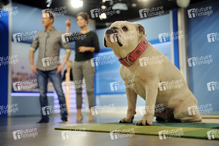 Photoshooting mit Studiohund Lotte in Berlin