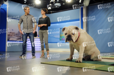Photoshooting mit Studiohund Lotte in Berlin