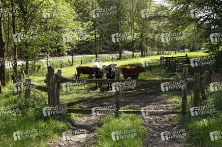 DOOR ART: Weidetor / Pasture Gate Bodypainting