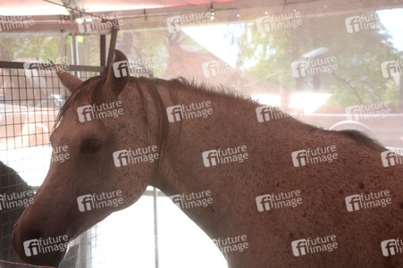 Im Horseairium in Gilten
