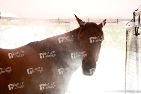 Im Horseairium in Gilten