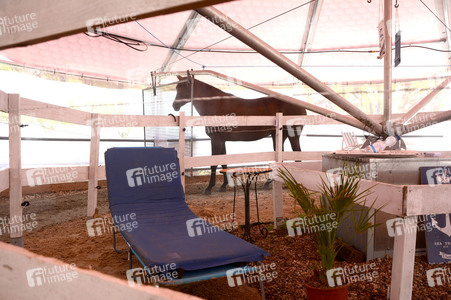 Im Horseairium in Gilten
