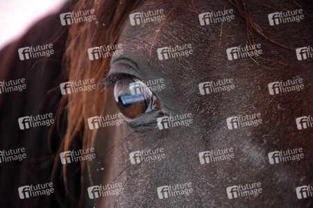 Im Horseairium in Gilten