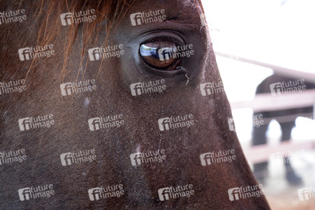 Im Horseairium in Gilten