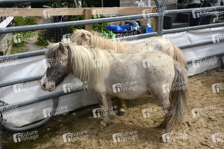 Im Horseairium in Gilten