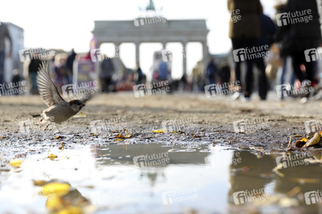 Das Brandenburger Tor in Berlin im Herbst