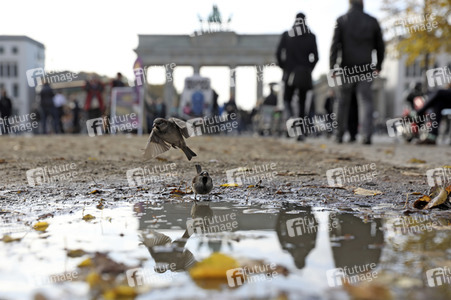 Das Brandenburger Tor in Berlin im Herbst