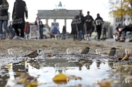 Das Brandenburger Tor in Berlin im Herbst