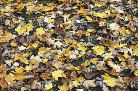 Herbstimpression Berlin