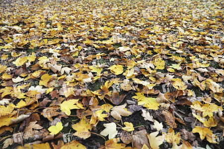 Herbstimpression Berlin