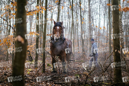Rückepferde bei der Arbeit in Erftstadt