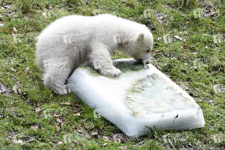 Eisbärtaufe im Tierpark Hellabrunn in München