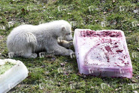 Eisbärtaufe im Tierpark Hellabrunn in München