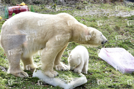 Eisbärtaufe im Tierpark Hellabrunn in München