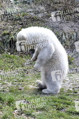 Eisbärtaufe im Tierpark Hellabrunn in München