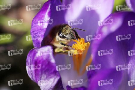 Biene im Frühling in Berlin