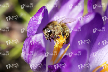 Biene im Frühling in Berlin