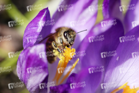 Biene im Frühling in Berlin