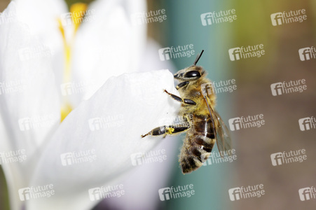 Biene im Frühling in Berlin