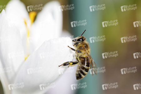 Biene im Frühling in Berlin