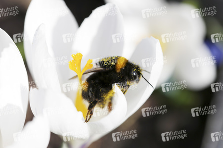 Hummel im Frühling in Berlin