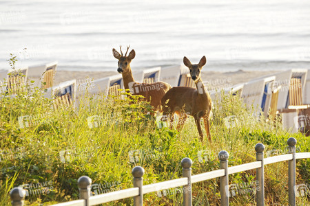 Rehe im Ostseebad Binz auf Rügen