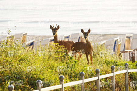 Rehe im Ostseebad Binz auf Rügen