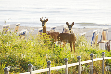 Rehe im Ostseebad Binz auf Rügen